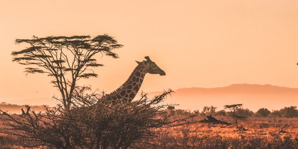 travel-startups-africa